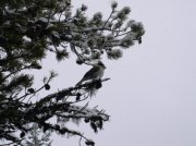 Ghost Ridge-Twin Lakes 017 